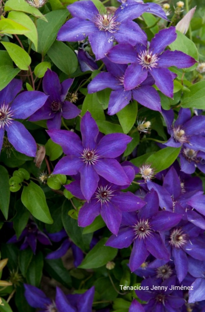 PurpleClematis